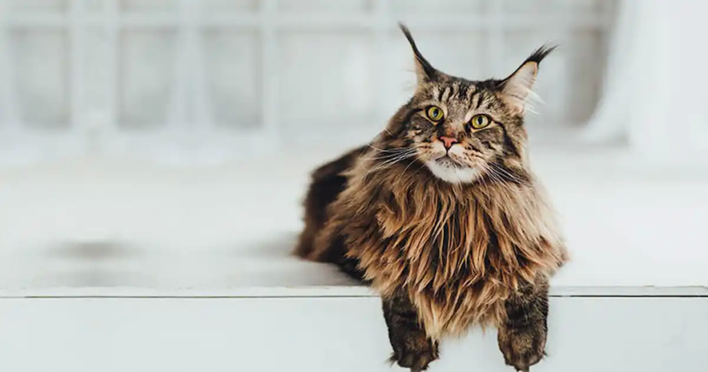 Maine Coon Cat Size