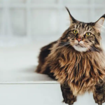 Maine Coon Cat Size
