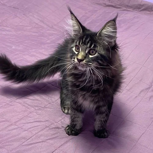 What is the Temperament of a Maine Coon