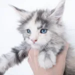 Maine Coon Prices