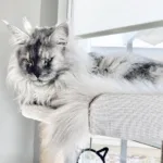 Weight of Maine Coon