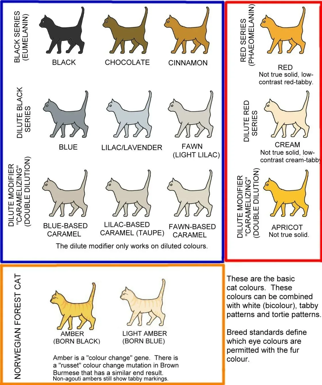 Coat Patterns of Maine Coons