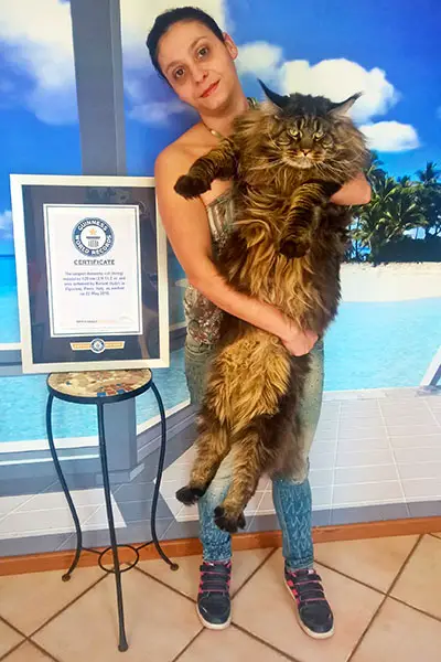 World Record for the Largest Maine Coon Cat
