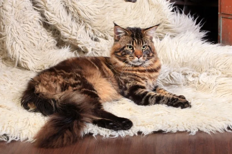 Maine Coon Tabby Mix